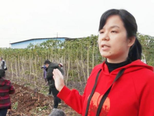 桂平市融媒体中心:良种木薯机械化收割 高产高效奏富农乐章