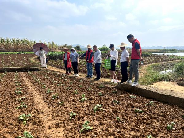 广西热作所科技人员赴横州市开展蔬菜新品种展示及病虫害防控技术培训