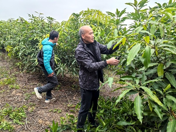 在芒果种质资源资源圃，科技人员开展田间试验。_副本.jpg