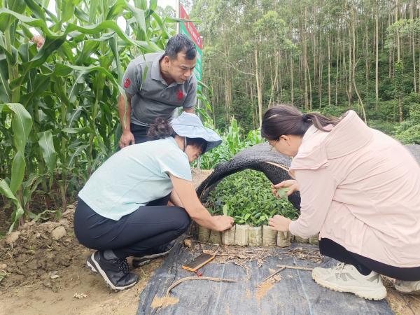 广西热作所科技人员赴贵港开展科技服务