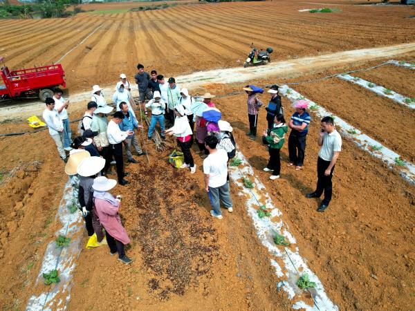 国家木薯产业技术贵港综合试验站专家到桂平市开展“双高”木薯品种绿色高效种植技术推广工作