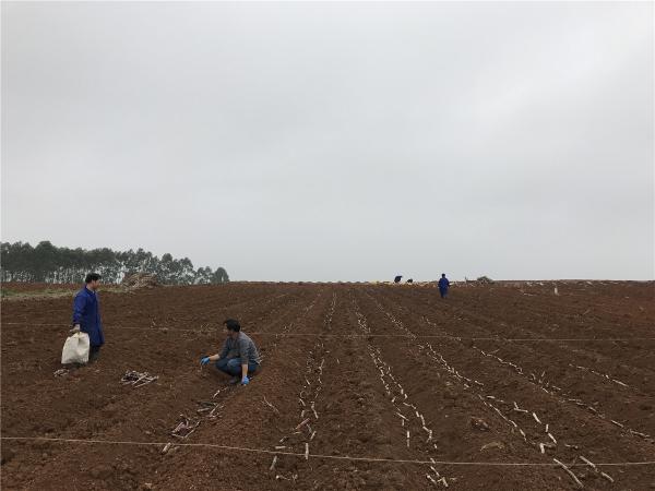 广西农垦甘蔗研究所科研团队赴金光农场开展品比试验