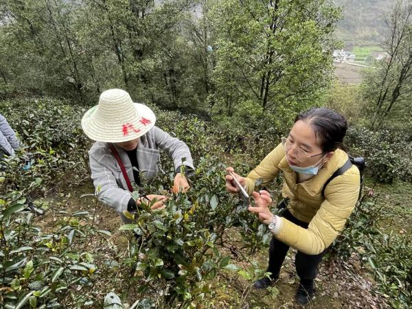 广西热作所茶叶团队赴上林县及马山县开展茶叶科技服务工作