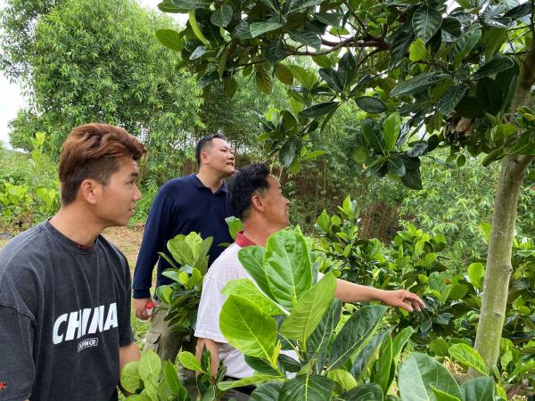 广西热作所科技人员赴玉林博白县开展技术服务