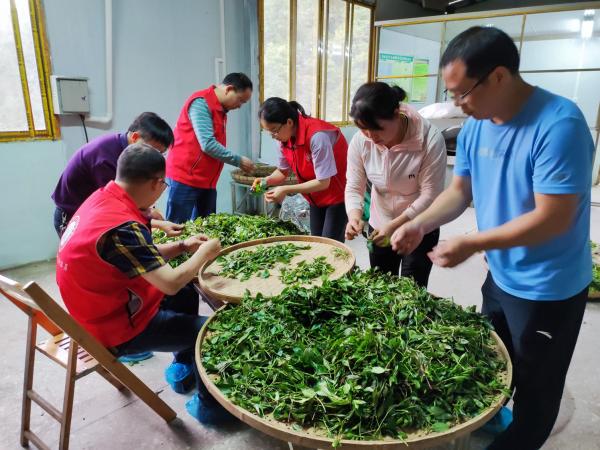 广西热作所科技特派员赴融水县开展古茶树加工技术指导与培训工作