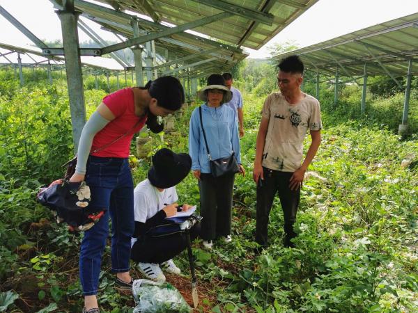广西热作所赴武鸣开展特色果蔬质量安全风险评估工作