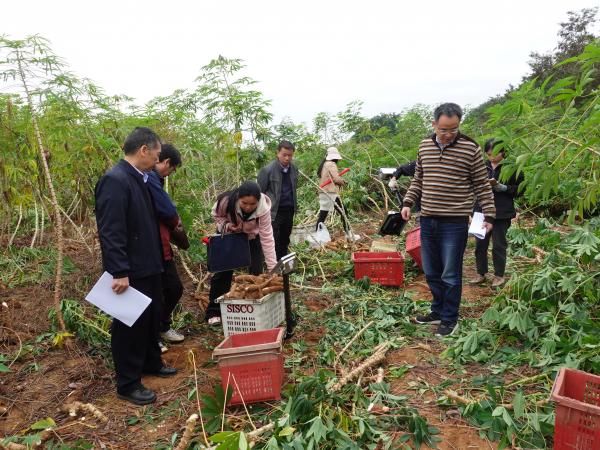 广西重点研发计划项目“木薯种质资源创制关键技术利用与新品种选育”完成过程查定