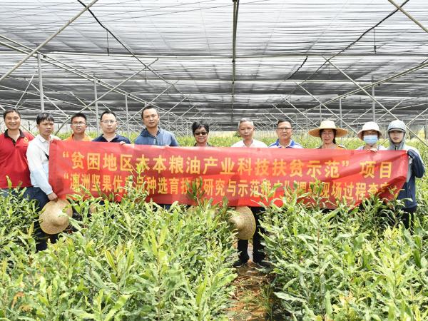 广西热作所承担的广西创新驱动发展重大专项课题“澳洲坚果优良品种选育技术研究与示范推广”通过现场查定