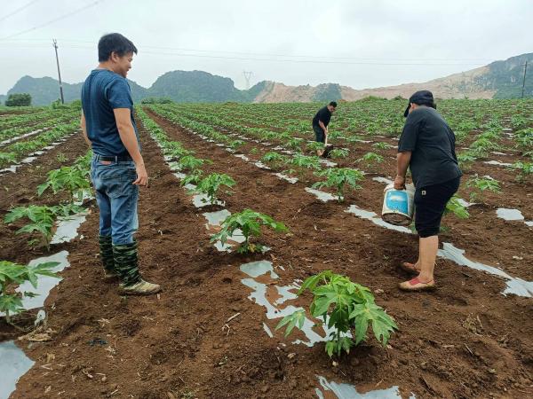 广西热作所科技特派员赴横州市开展番木瓜种植技术服务