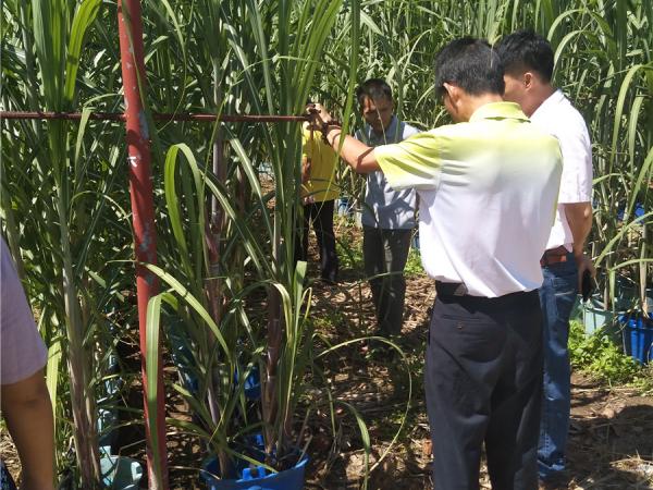 广西农垦甘蔗研究所组织科技人员参观广州甘蔗糖业研究所海南育种场