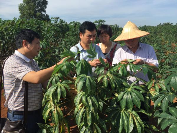 广西木薯所科技人员赴越南考察引种