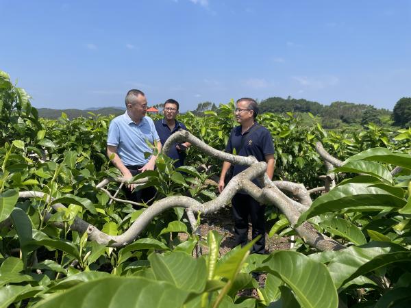 广西名特优农产品加工研究团队赴灵山县开展白兰花精深加工技术交流