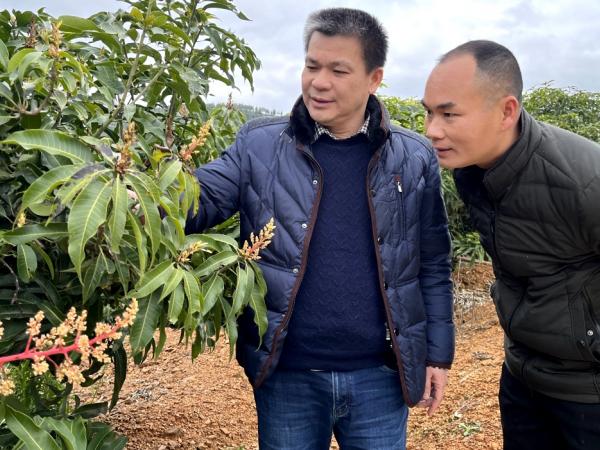 广西热作所科技人员赴田东县开展防寒抗冻技术指导工作