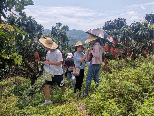 广西芒果产业采后技术与质量安全岗位功能专家团队赴百色调研