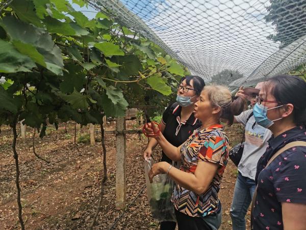 广西热作所农产品质量安全产业科技先锋队到良圻农场开展科技服务