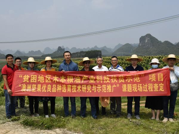广西热作所承担的广西创新驱动发展重大专项课题“澳洲坚果优良品种选育技术研究与示范推广”通过现场查定