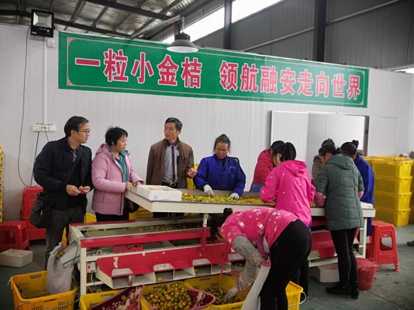 广西热作所金桔研究课题组赴融安金丰农业科技开发有限公司开展项目实施工作
