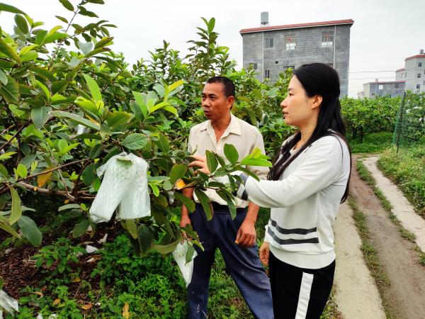 广西热作所特色水果产业科技先锋队到北流市开展技术服务