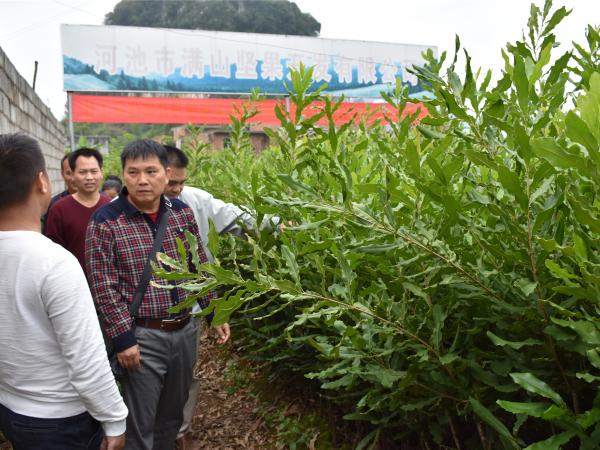 广西热作所副所长池昭锦带领调研组赴河池开展科技扶贫项目调研