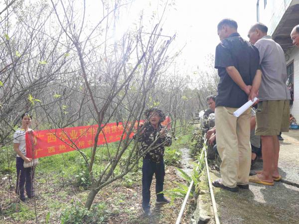 广西热作所联合园艺所科技先锋队到百色开展珍珠李高效绿色栽培技术培训