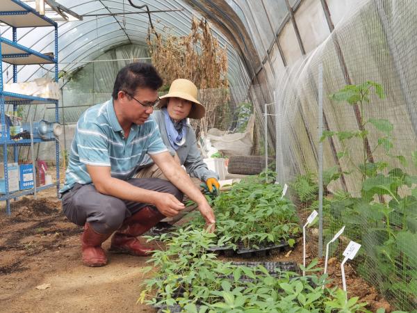 广西热作所木薯育种研究团队开展“香型木薯”研究工作