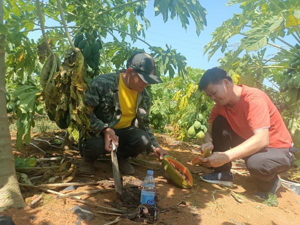 科技助力番木瓜产业发展