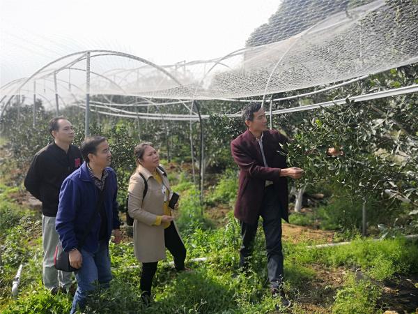 田间地头说事,疫情难阻科研—广西热作所融安金桔研究课题组到合作企业开展项目工作交流