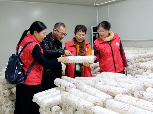 广西重点研发项目“融水黑木耳产业提质增效技术集成与应用”通过验收