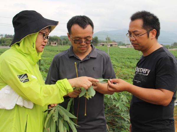 广西热作所在桂平举办木薯间套作技术培训班