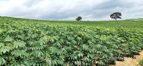 木薯桂热10号大规模种植1_副本.jpg