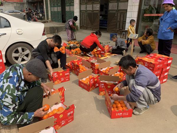 广西热作所科技人员到武鸣助力沃柑销售