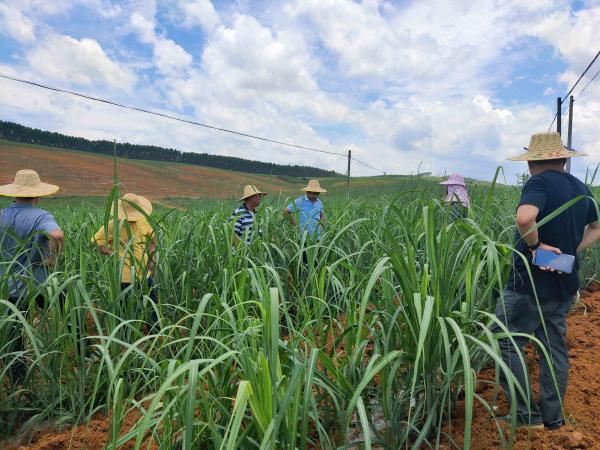 广西农垦甘蔗研究所科技人员赴扶绥开展调研交流