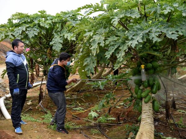 广西热作所科技先锋队赴隆安开展番木瓜寒害调查及种植技术指导