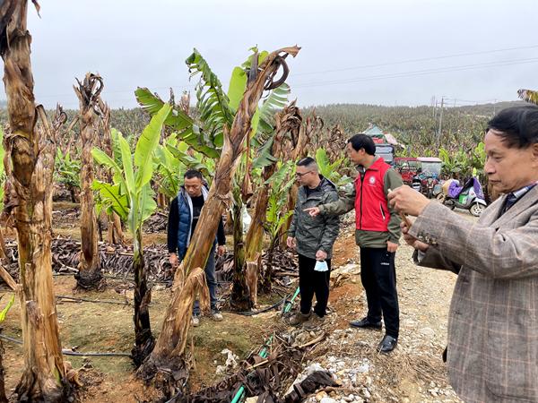 广西热作所麻类产业专家赴隆安开展科技服务
