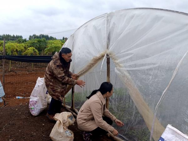 广西热作所科技人员赴横州市开展番木瓜育苗技术服务