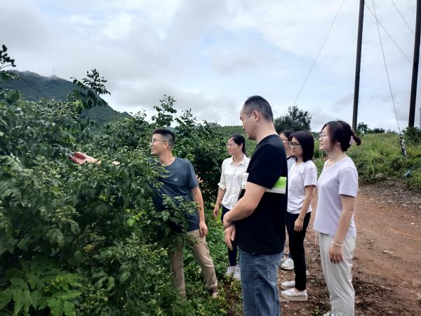 广西热作所科技人员赴南宁武鸣区开展科技服务活动