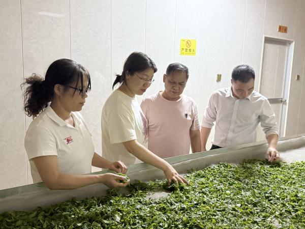 广西热作所茶叶产业科技先锋队、茶叶创新团队赴南宁片区茶企开展科技服务