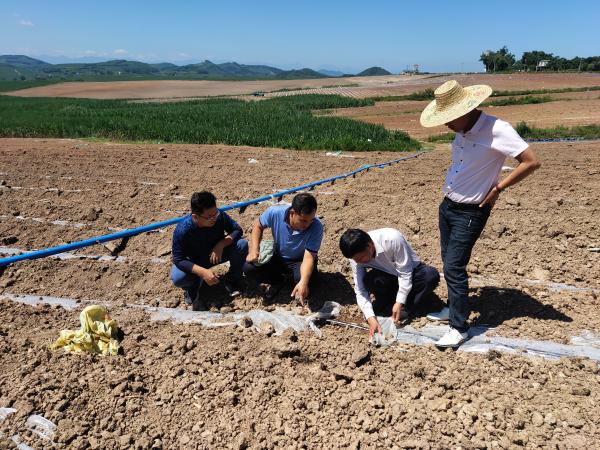 广西农垦甘蔗研究所赴广西农垦国有昌菱农场有限公司指导甘蔗一级良种繁育基地建设