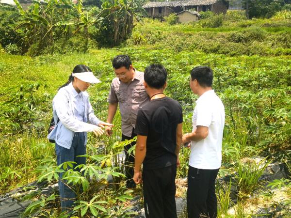 广西热作所党外高级知识分子积极开展“履职尽责助力农业生产 担当作为推动乡村振兴”科技服务活动