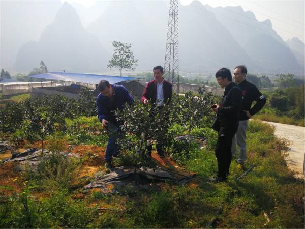 田间地头说事,疫情难阻科研—广西热作所融安金桔研究课题组到合作企业开展项目工作交流