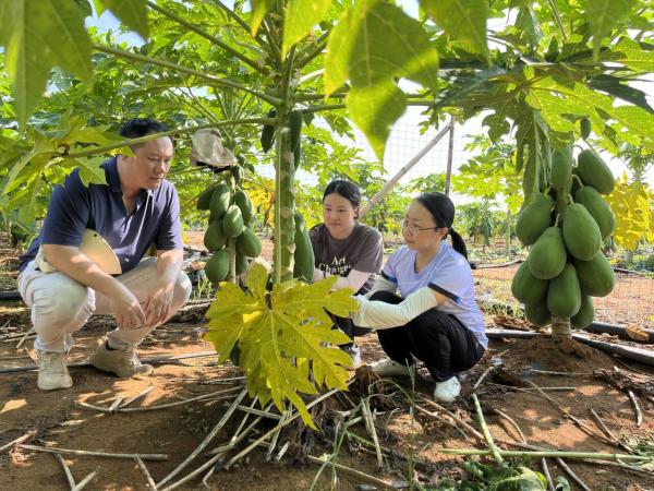 广西热作所番木瓜种质资源创新利用团队赴横州市等地开展科技服务