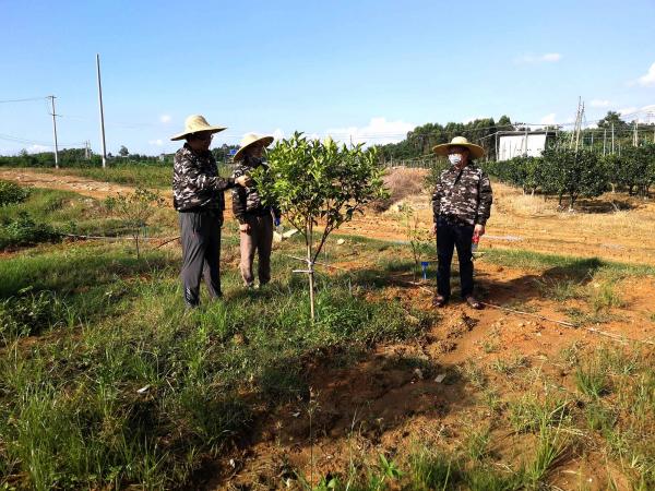 广西柑橘采后技术与质量安全岗位团队赴南宁市武鸣区开展柑橘“防汛抗涝保丰收”专项行动
