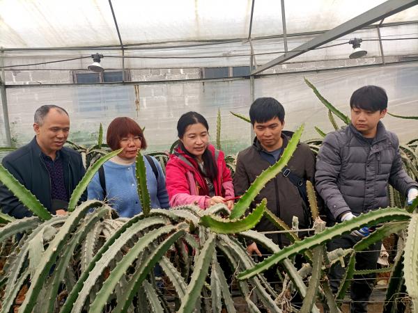 广西热作所特色水果产业科技先锋队赴隆安县开展火龙果冻害调研及助春耕科技服务