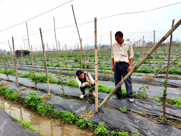 广西热作所特色水果产业科技先锋队到北流市开展技术服务