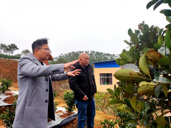 广西热作所特色水果产业科技先锋队赴横州市等地开展“防寒、防冻、促春耕”科技服务活动