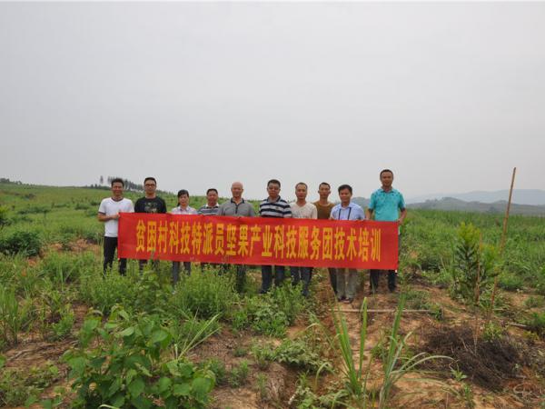 广西热作所科技特派员积极开展澳洲坚果种植技术服务