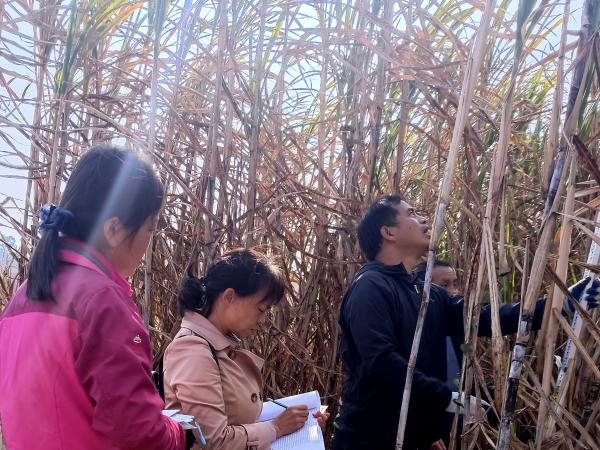 广西重点研发计划项目“甘蔗黑穗病高效防控技术研发与应用”通过现场查定