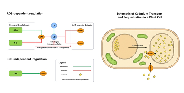 图2 激素-ROS-转运蛋白调控模型示意图_副本_副本.jpg