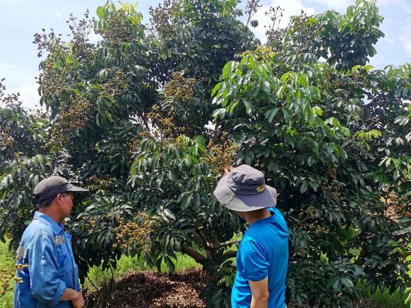 广西热作所科技人员赴崇左开展龙眼质量安全风险调查工作