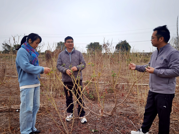 广西薯类育种与栽培岗成员开展木薯杂交育种工作_副本.jpg